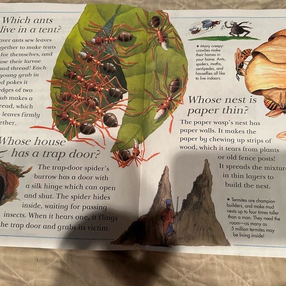 Spiders spin webs and other questions about creepy crawlies- I wonder why - Picture 4 of 6